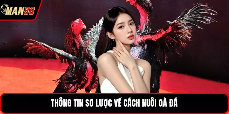 Thông tin sơ lược về cách nuôi gà đá
